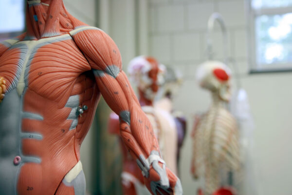 Human Arm and Torso of an Anatomical Model Physiotherapy treatment in oxford